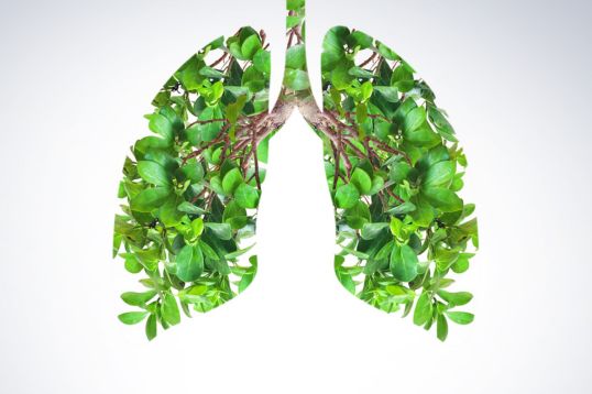 Stylised image of green plant in the shape of a pair of lungs