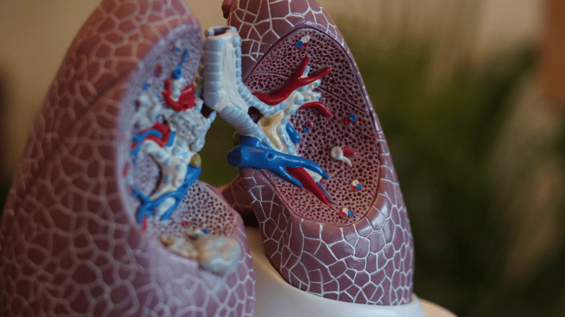 Detailed anatomical model of human lungs